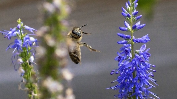Лепесток, лето, Сад, цветок, природа, полет, пчела, насекомое, членистоногих