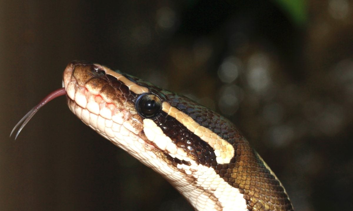 glava Python, Viper, životinja, zoologija, otrov, divljina, reptil, Snake jezik