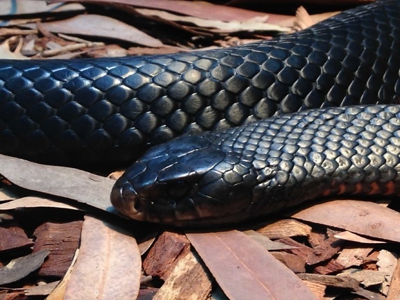 serpent noir, vipère, faune, Cobra, reptile, venin, danger