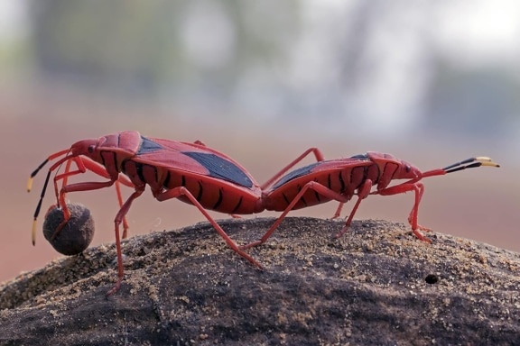 红色甲虫, 动物, 自然, 细节, 野生动物, 昆虫, 无脊椎动物, 节肢动物