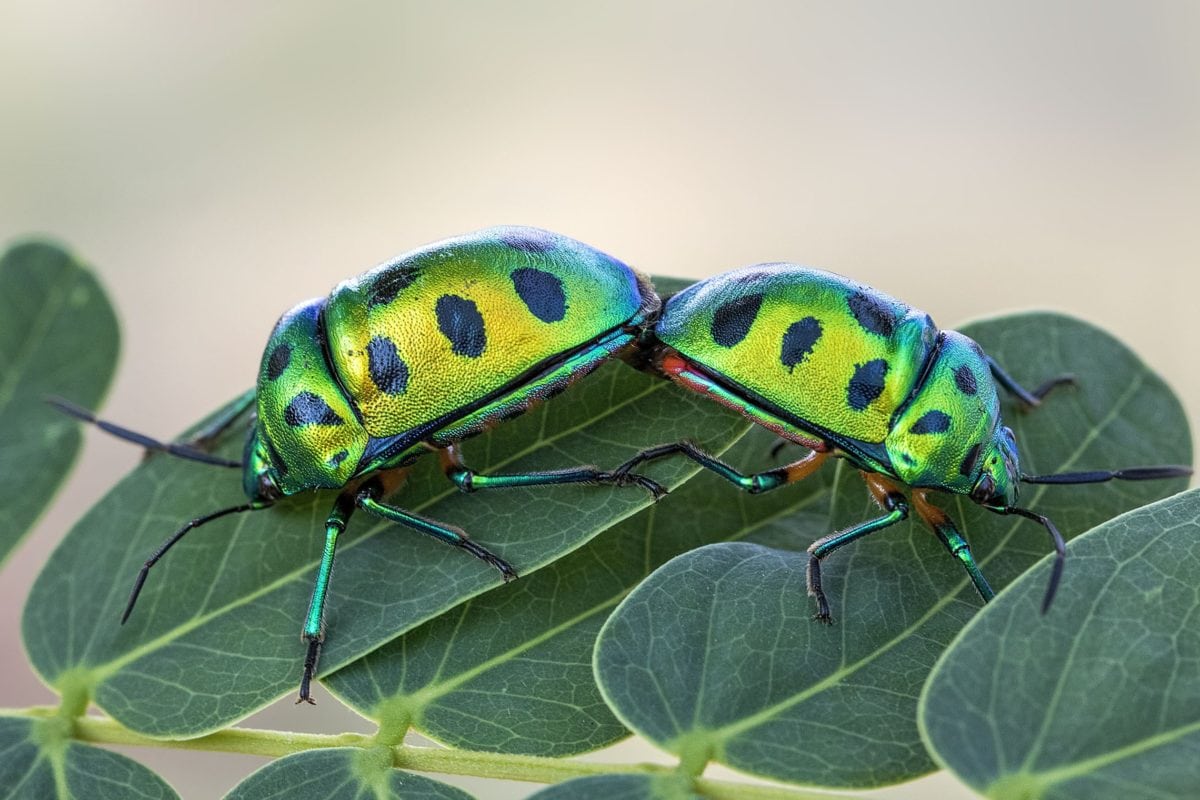 przyroda, owad, fluorescen Bug, zielony chrząszcz, zwierzę, bezkręgowców, zielony liść