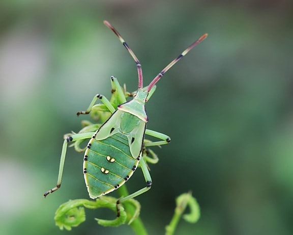 绿色甲虫, 蜕变, 野生动物, 昆虫, 自然, 无脊椎动物, 叶子