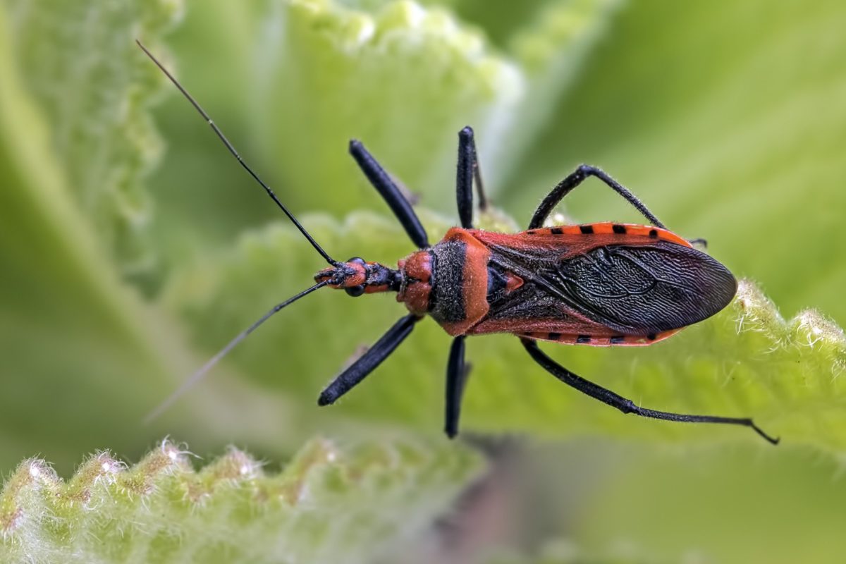 fauna, animal, naturaleza, escarabajo colorido, invertebrados, insecto, Entomología