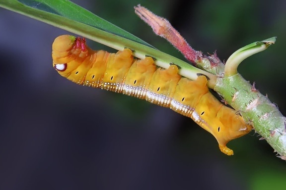 nevertebrate, Caterpillar, vierme fluture, insecte, larva maro