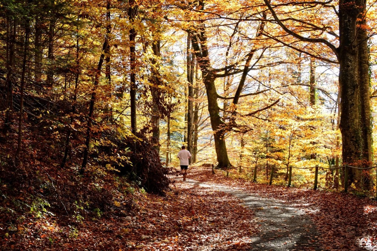 legno, paesaggio, natura, albero, foglia, strada forestale, autunno, fogliame