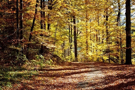 daun, kayu, alam, pemandangan, pohon, hutan trail, musim gugur, birch