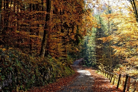 Природа, лист, дерево, дерево, пейзаж, осень, Лесная дорога, листва