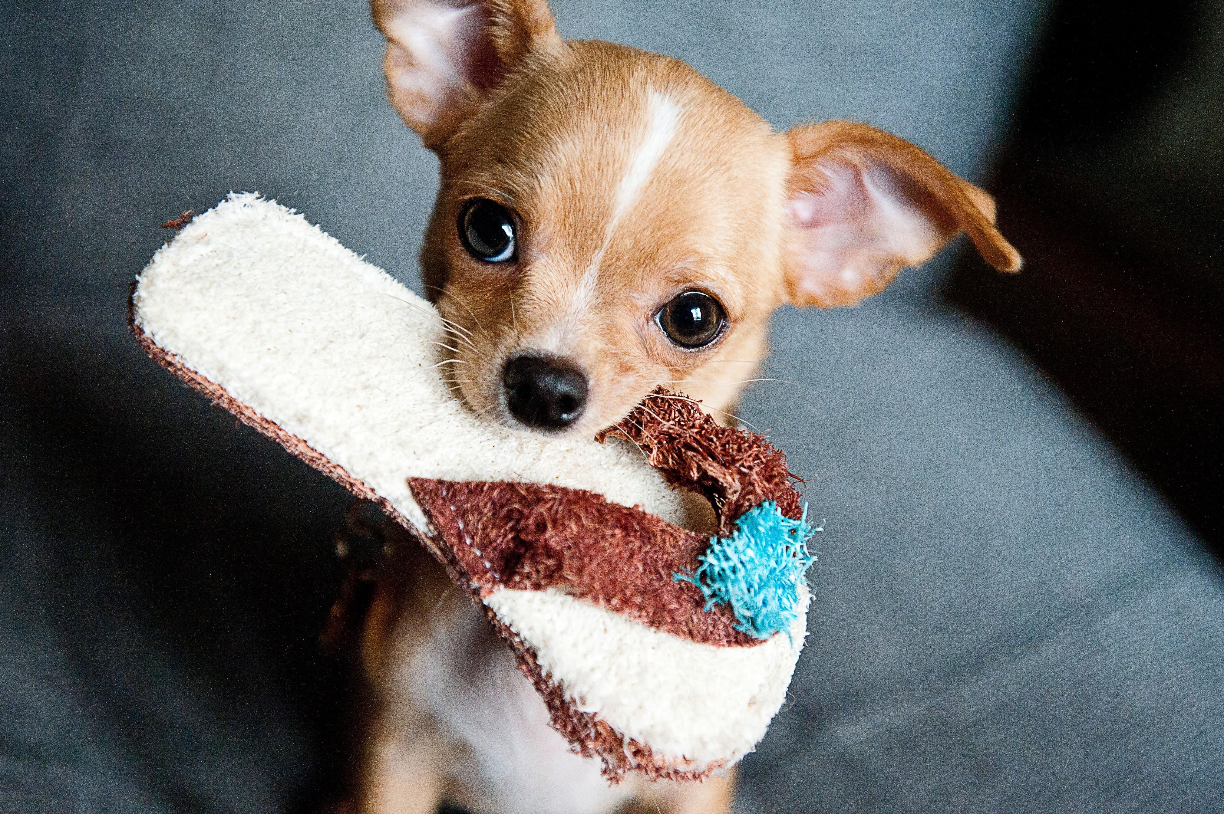 73+ Funny Chihuahua Dog Pictures Photo - Bleumoonproductions