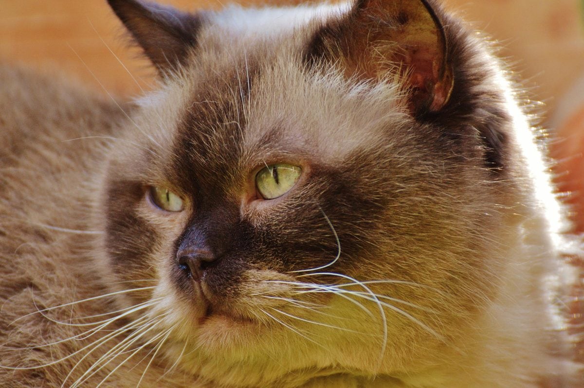 Персийски котка, око, портрет, сладък, животно, коте, котешки, коте, кожа