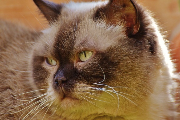 Perzský mačka, oko, portrét, roztomilé, zviera, mačička, mačací, mačiatko, kožušiny