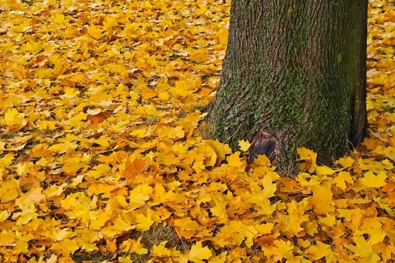 tree, wood, yellow leaf, nature, root, plant, autumn