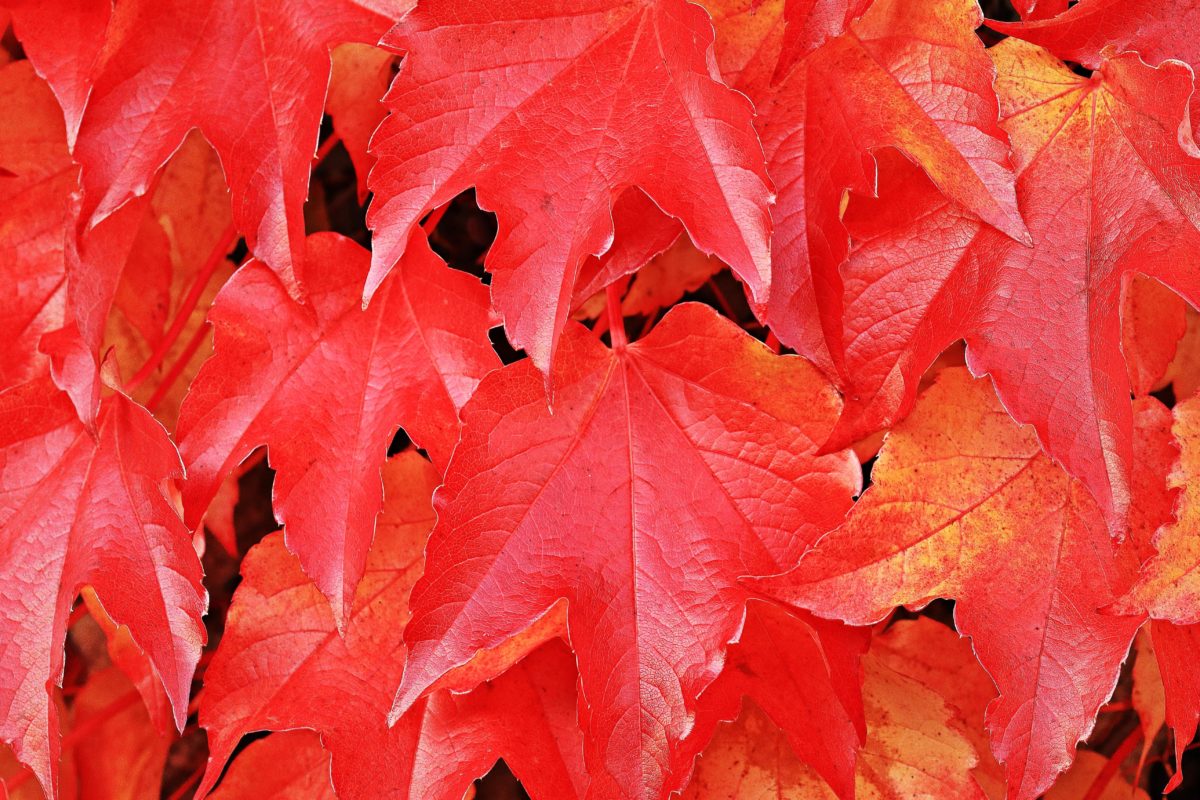 rood blad, natuur, herfst, boom, plant, loof, bos