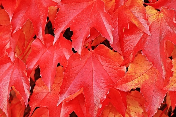 røde blad, natur, høst, tre, anlegg, løvverk, skog