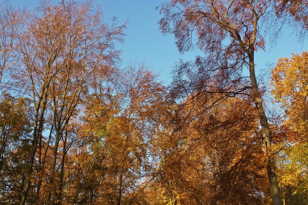 příroda, strom, list, dřevo, krajina, větev, Les, podzim