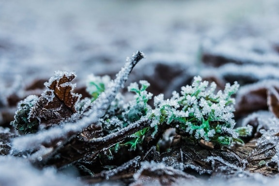 winter, nature, frost, ice, plant, herb, snow, ground