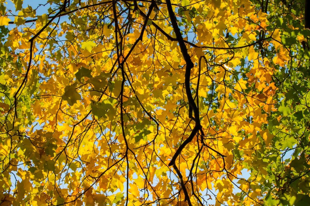 pohon, daun, cabang, alam, kayu, poplar, musim gugur, hutan