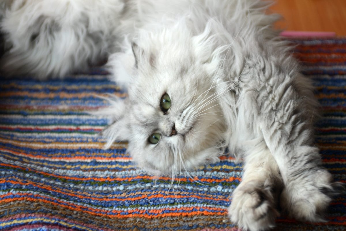 Tier, niedlich, persische Katze, weiße Katze, Fell, Porträt, Katze, Kätzchen, Kätzchen, Schnurrbart