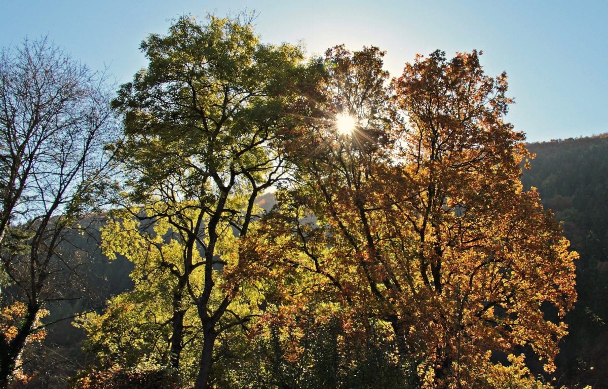 landscape, leaf, poplar, blue sky, nature, tree, wood, poplar, autumn, forest