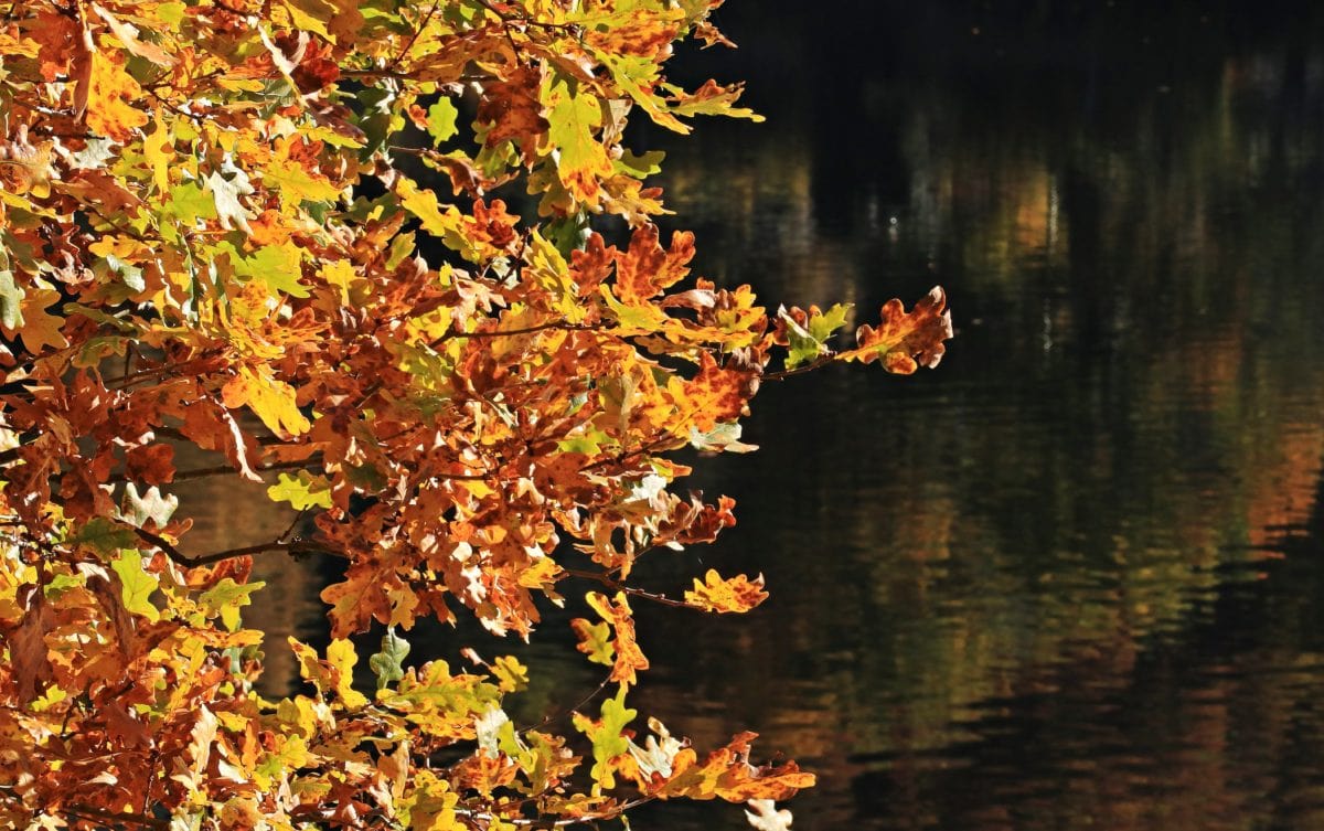 dřevo, příroda, strom, žlutý list, podzimní sezóna, Les