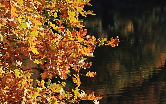 목재, 자연, 나무, 노란 잎,가을 시즌, 숲