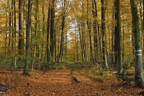 löv, bok, skugga, Forest Trail, träd, miljö, trä, natur, landskap, poppel