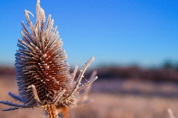 dry thistle, nature, herb, plant, flower, sky, outdoor