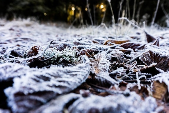 Frost, nước, tuyết, gỗ, lạnh, thiên nhiên, mùa đông, băng