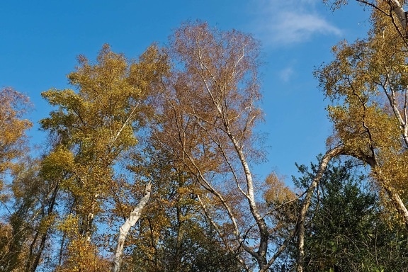 dřevo, list, větev, modrá obloha, strom, krajina, příroda, Les
