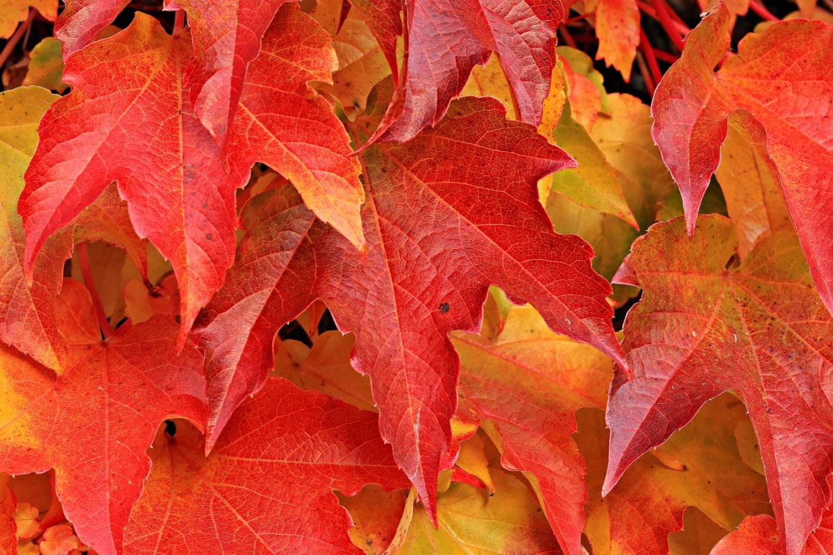 leaf, nature, autumn, oak, plant, tree, foliage, forest