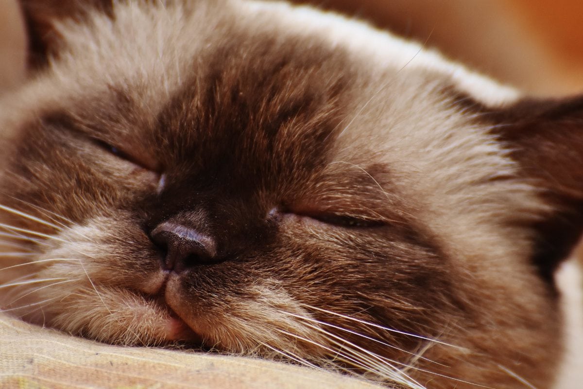 フリー写真画像 ひげ ペルシャ猫 目 子猫 肖像画 毛皮 動物 かわいい 猫