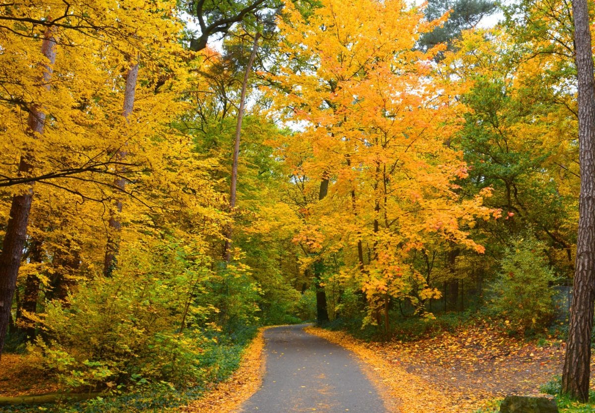 Šumska staza, priroda, stablo, list, drvo, cesta, krajolik, jesen, asfalt