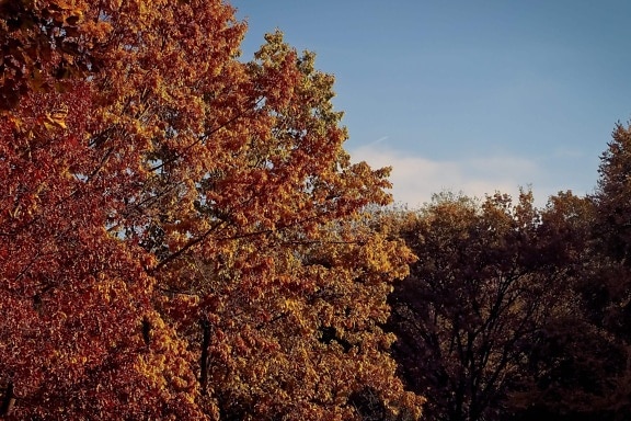 Príroda, strom, lístie, jeseň, Les, krajina, modrá obloha, rastlina
