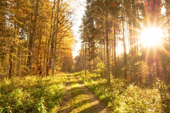 阳光, 木材, 树木, 风景, 太阳, 叶子, 自然, 森林, 秋天