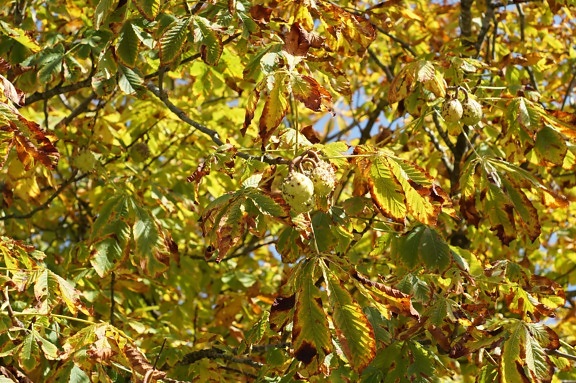gul blad, træ, natur, plante, filial, udendørs, økologi