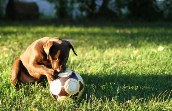 green grass, dog, field, shadow, soccer ball, lawn