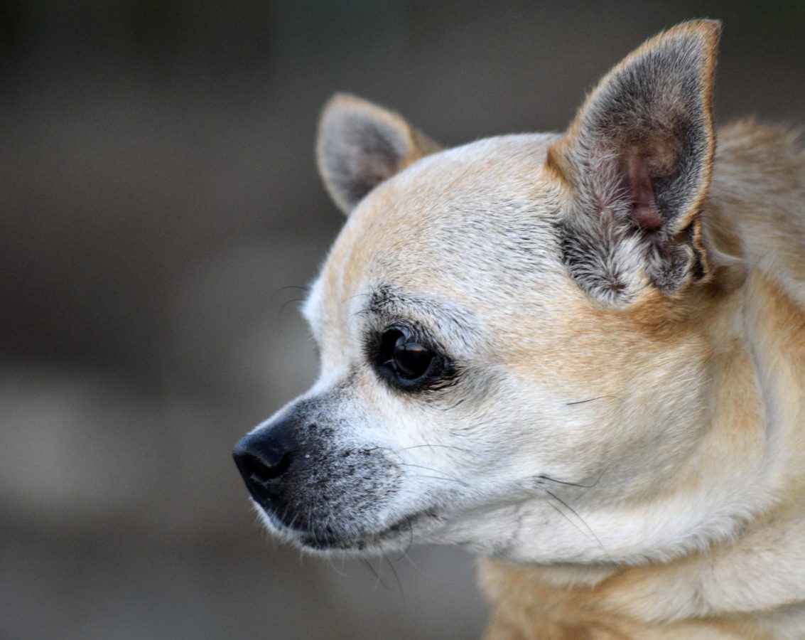 portret, pies, futro, oko, psi, zwierzę, szczeniak, uroczy, Chihuahua
