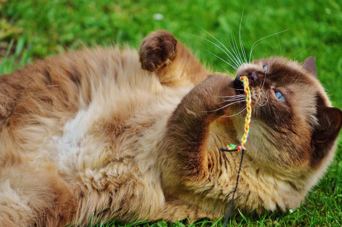 Persian cat, grass, portrait, animal, fur, cute, brow cat
