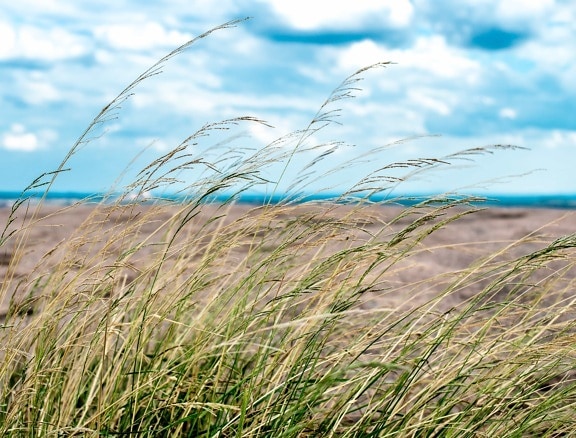 visoka trava, ljeto, polje, horizont, plavo nebo, krajolik, priroda