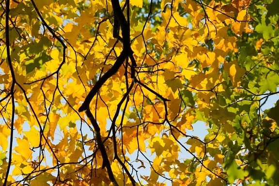 list, příroda, strom, větev, topol, Les, podzim, zeleň