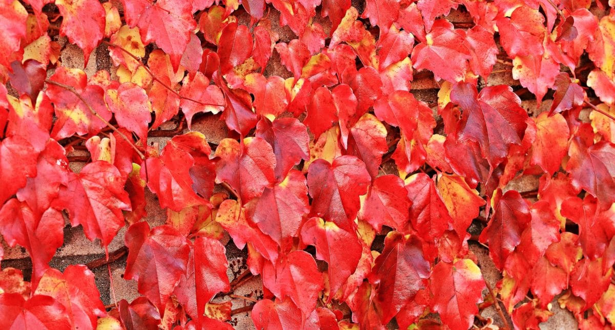 природа, текстура, червен лист, модел, растение, есен, дърво