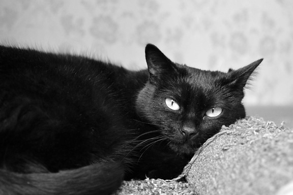 oko, kožušiny, roztomilé, portrét, mačiatko, čierna mačka, zviera, mačička, mačací
