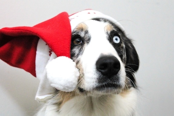 개, 크리스마스, 휴일, 모자, 송곳 니, 동물, 귀여운, 초상화