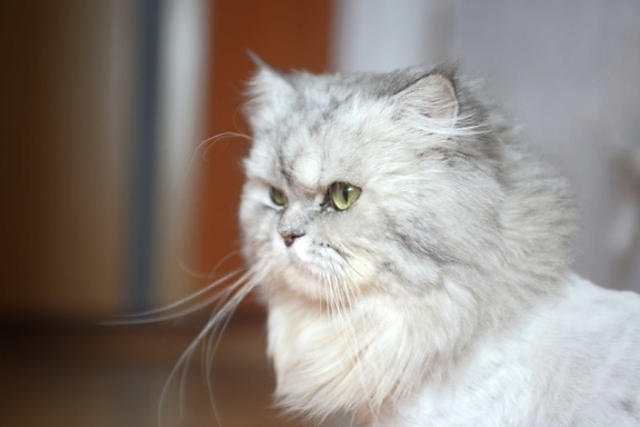 roztomilý, kotě, perský kočka, zvíře, kočičí, kožešina, bílá kočička, vousy, oči
