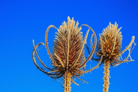 nature, dry thistle, plant, blue sky, herb, summer