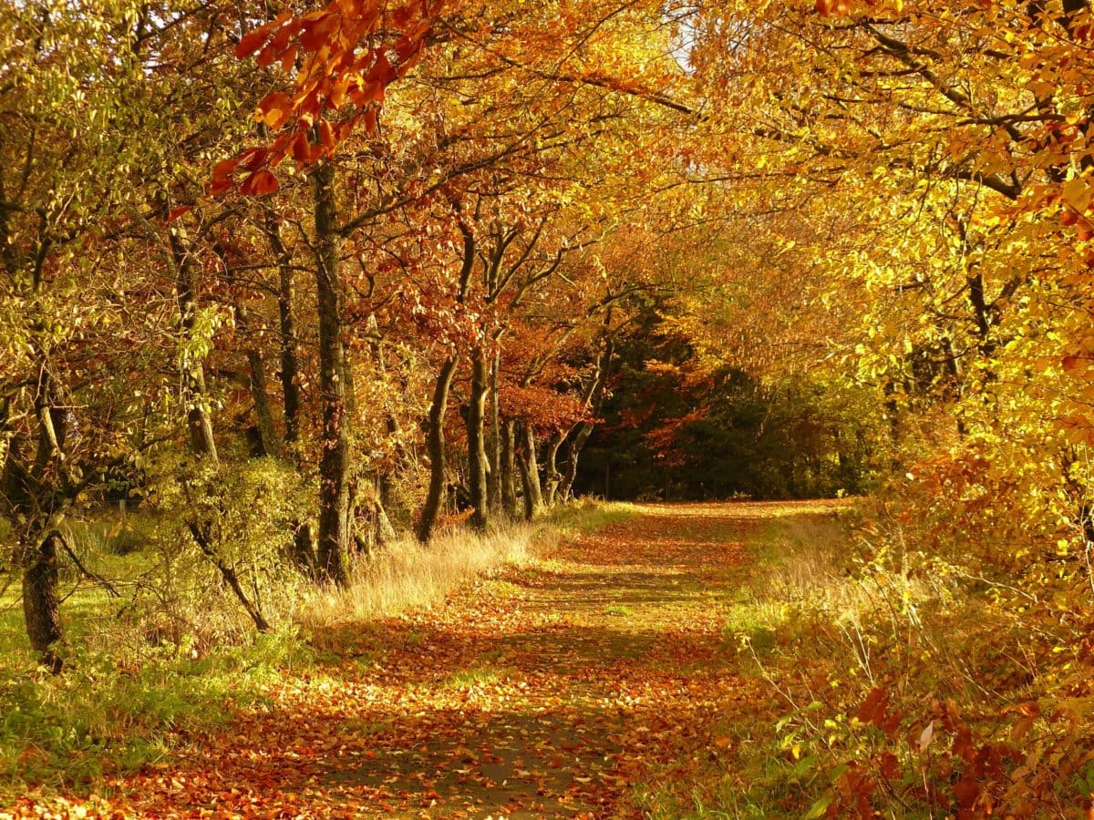 foglia, legno, paesaggio, natura, albero, autunno, sentiero forestale, fogliame