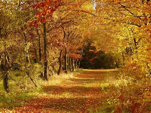 list, drvo, krajolik, priroda, stablo, jesen, Šumska staza, lišće