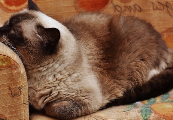 毛皮、ペルシャ猫、かわいい、猫、茶色、家具、屋内