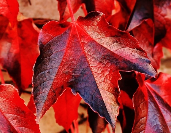 自然、赤い葉、秋、植物、木、葉