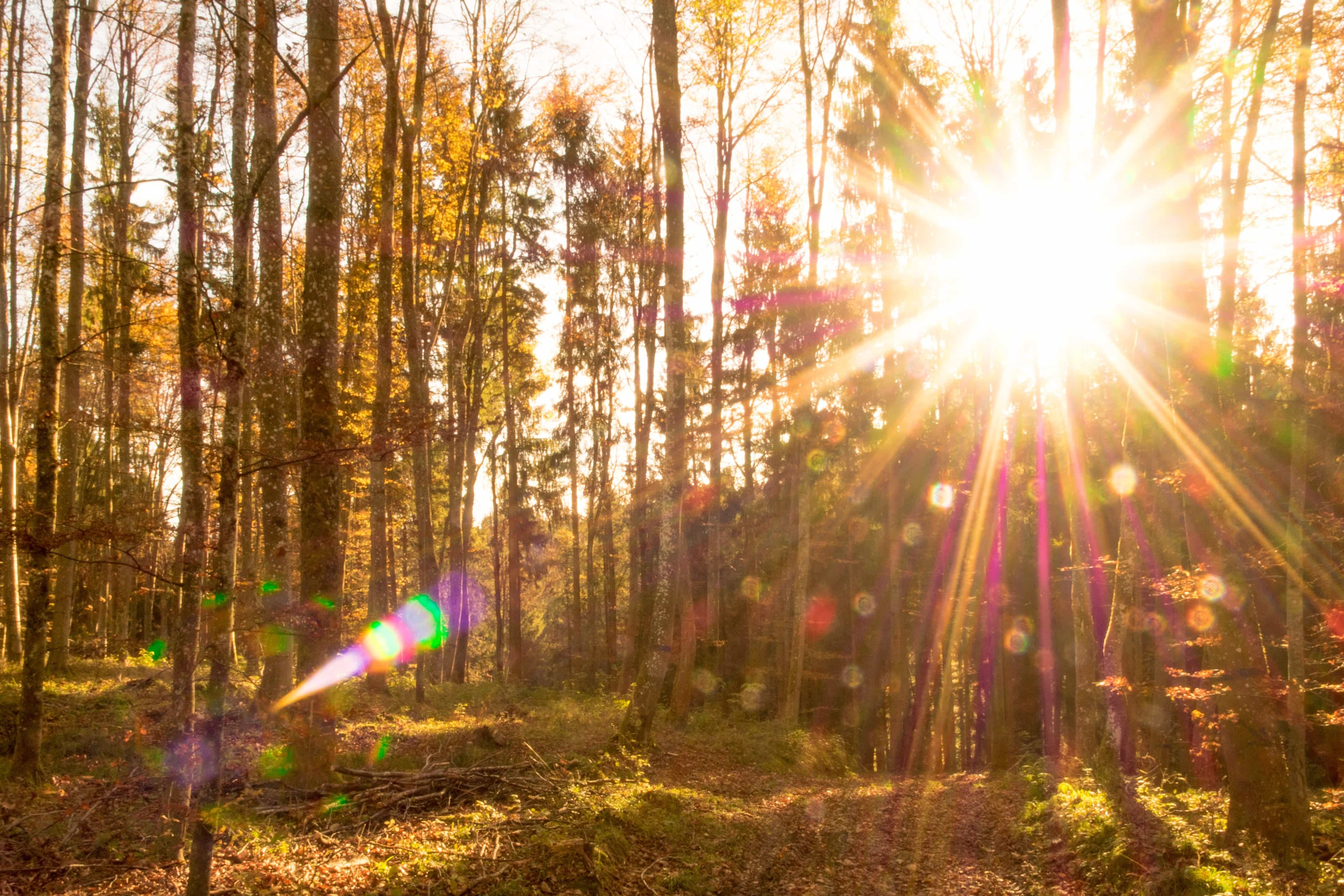  Gambar  gratis sinar matahari matahari daun alam  kayu 