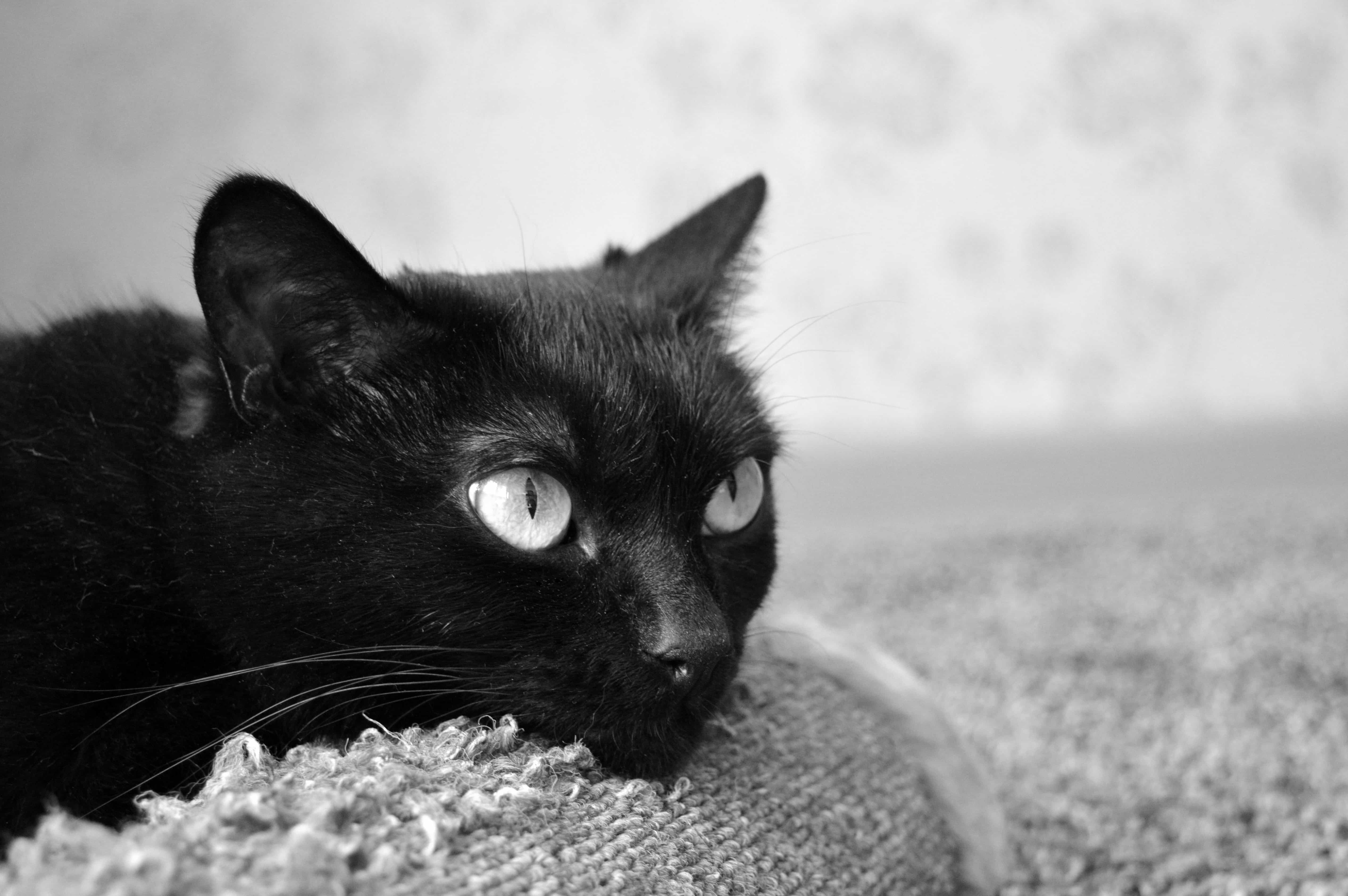 Free picture: black cat, eye, animal, portrait, cute, monochrome, kitty
